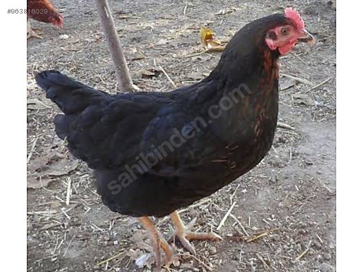 Tavuk 22 Haftalik Klavuzda Ataks Tavuklar Satista Sahibinden Comda 963816029 Tavuk 22 Haftalik Klavuzda Ataks Tavuklar Satista Sahibinden Comda 963816029