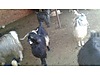 Pets & Livestock / Small Livestock / Goat Yeanling
