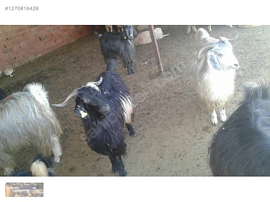 Pets & Livestock / Small Livestock / Goat Yeanling