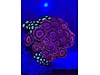 zoa mix coral zoa mix coral