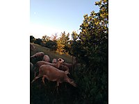 satilik koyun cinsleri ve fiyatlari sahibinden com da 3