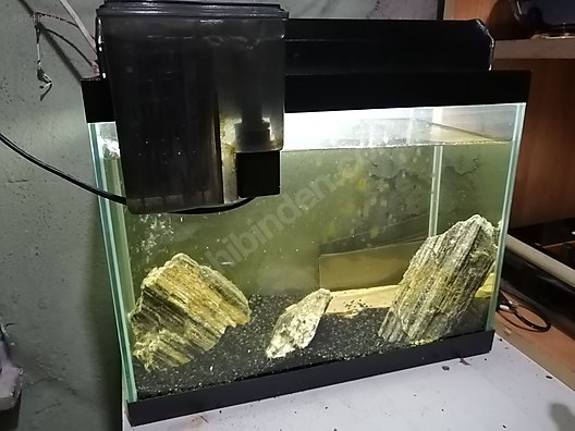 Akvaryum Dekor Kum Ve Selale Filtre At Sahibinden Com 874818190