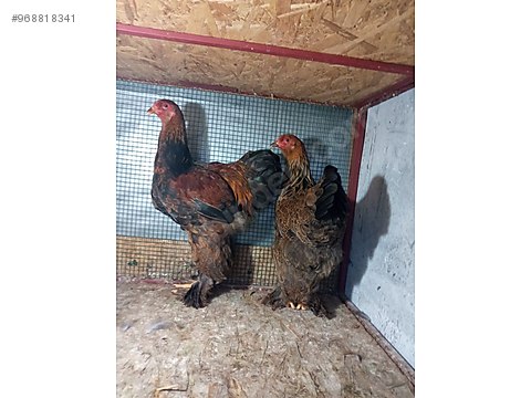 Tavuk Gold Brahma Sahibinden Comda 968818341 Tavuk Gold Brahma Sahibinden Comda 968818341