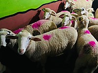 DEPODAN UCUZ ADAK KURBAN - vekaleten kesim bağış adrese teslim #1270819327