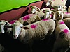 Pets & Livestock / Small Livestock / Rams