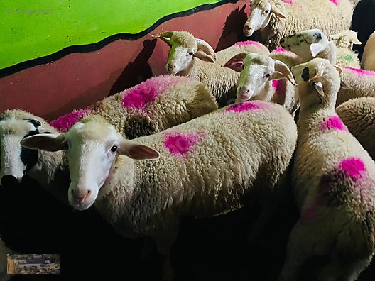 Pets & Livestock / Small Livestock / Rams