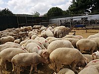 4000 TL - VEKALETLE KESİM YAPILIR VİDEOLARI SİZLERE GÖNDERİLİR #1283820327