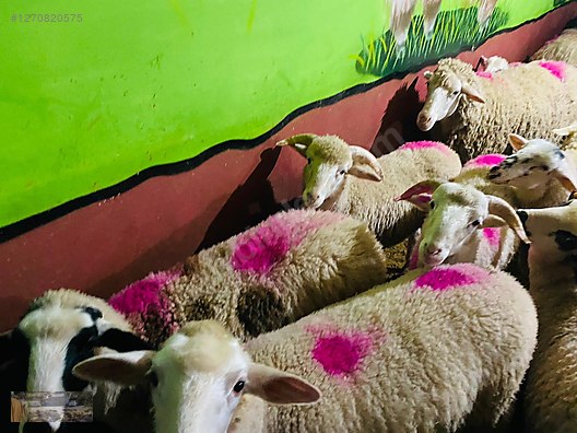 Pets & Livestock / Small Livestock / Sheep