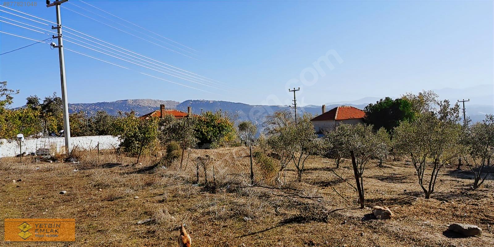 250m2 Ev Yapımına Uygun İçinde Zeytin Ağacı Bulunan Satılık Arsa