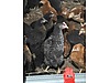 Pets & Livestock / Poultry & Fowl / Chickens
