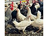 Pets & Livestock / Poultry & Fowl / Chickens