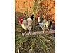 Pets & Livestock / Poultry & Fowl / Chickens