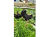 Pets & Livestock / Poultry & Fowl / Chickens