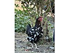 Pets & Livestock / Poultry & Fowl / Chickens