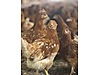 Pets & Livestock / Poultry & Fowl / Chickens