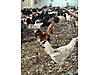 Pets & Livestock / Poultry & Fowl / Chickens