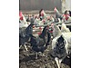 Pets & Livestock / Poultry & Fowl / Chickens
