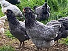 Pets & Livestock / Poultry & Fowl / Chickens