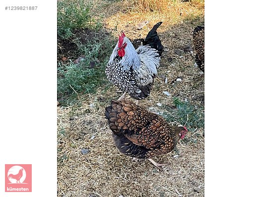 Pets & Livestock / Poultry & Fowl / Chickens