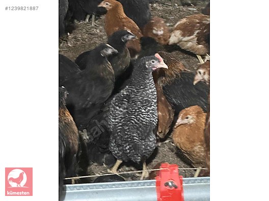 Pets & Livestock / Poultry & Fowl / Chickens