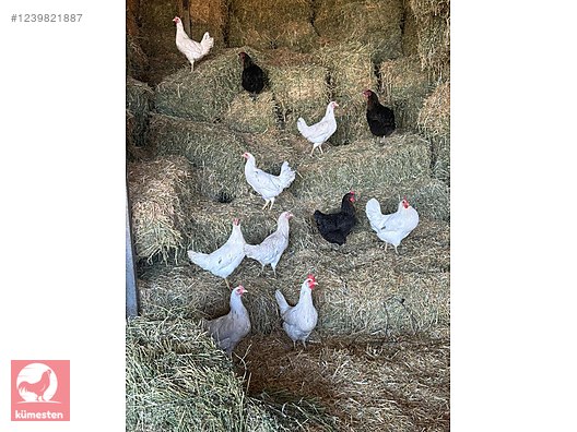 Pets & Livestock / Poultry & Fowl / Chickens