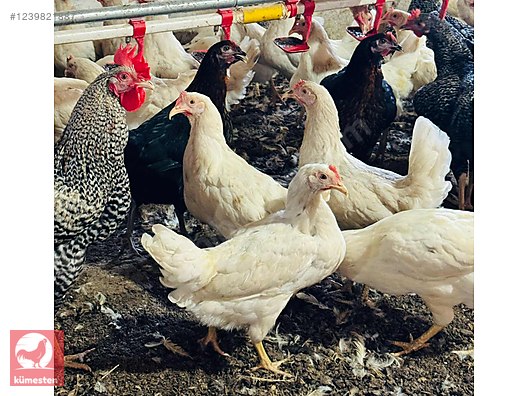Pets & Livestock / Poultry & Fowl / Chickens