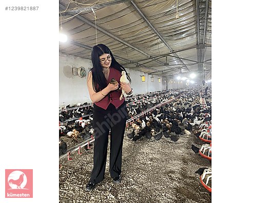 Pets & Livestock / Poultry & Fowl / Chickens