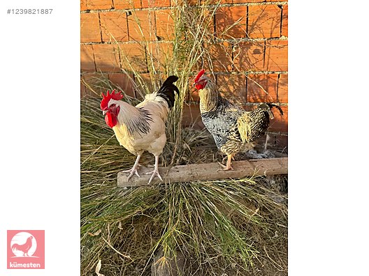 Pets & Livestock / Poultry & Fowl / Chickens