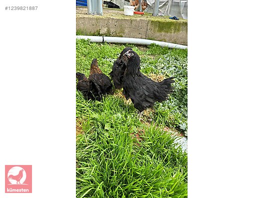 Pets & Livestock / Poultry & Fowl / Chickens