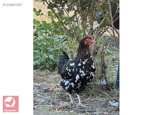 Pets & Livestock / Poultry & Fowl / Chickens
