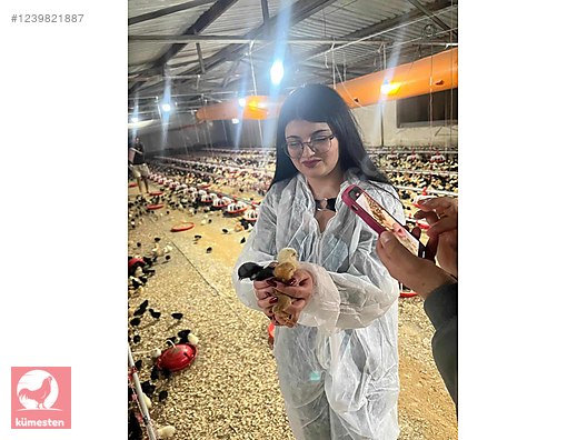 Pets & Livestock / Poultry & Fowl / Chickens