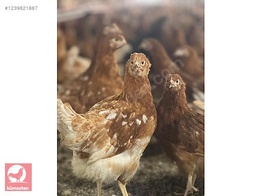 Pets & Livestock / Poultry & Fowl / Chickens