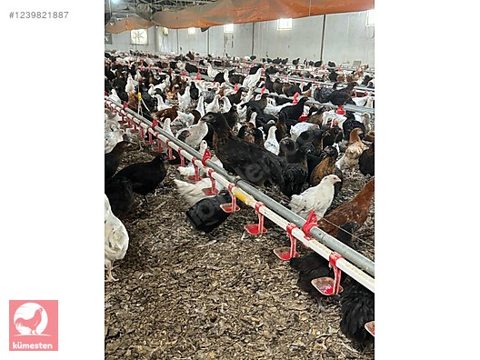 Pets & Livestock / Poultry & Fowl / Chickens