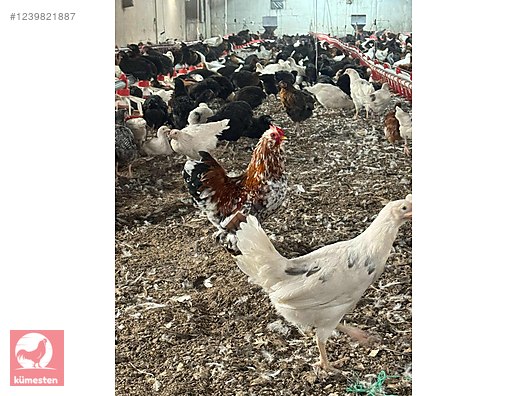 Pets & Livestock / Poultry & Fowl / Chickens