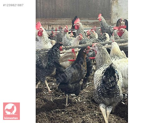 Pets & Livestock / Poultry & Fowl / Chickens