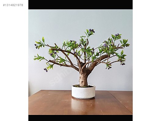 Bonsai - Tm Aa eitleri sahibinden.com'da - 1314821978