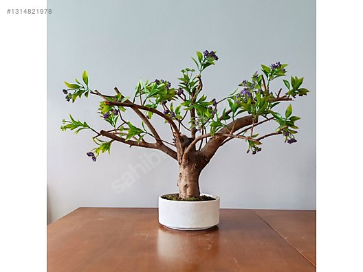 BONSAI出品 Bonsai - Tüm Ağaç Çeşitleri sahibinden.com'da - 1314821978