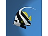 Bannerfish s boy Bannerfish s boy