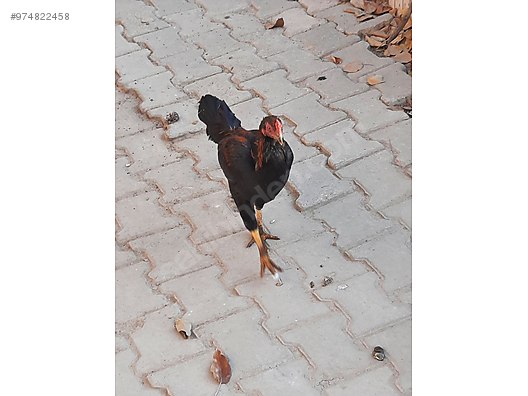 roosters genc hint horozu at sahibinden com 974822458
