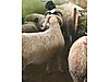 Pets & Livestock / Small Livestock / Rams