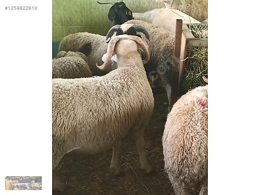 Pets & Livestock / Small Livestock / Rams