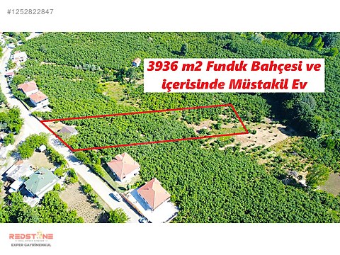 KÖY MERKEZİN'DE 4 DÖNÜM FINDIKLIK İÇİNDE SATILIK MÜSTAKİL EV