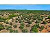 KAZDAĞLARI BAYRAMİÇ AHMETÇELİ'DE 5250 M2 ZEYTİNLİK