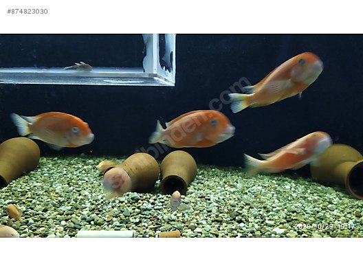 Cichlidler Tropheus Caramba Red Bishop Erkek Sahibinden Comda 874823030