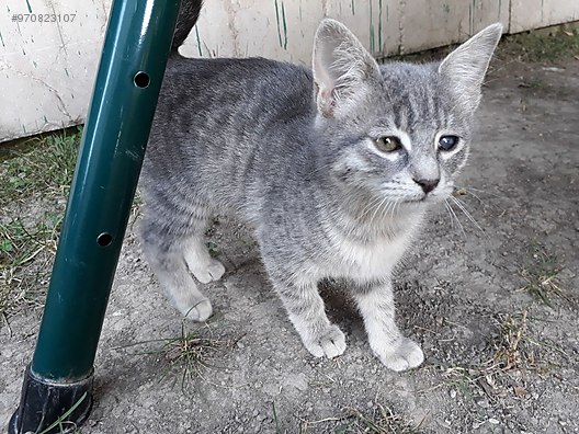 Kedi Tekir Guzel Kizimiza Yuva Ariyoruz Sahibinden Comda 970823107