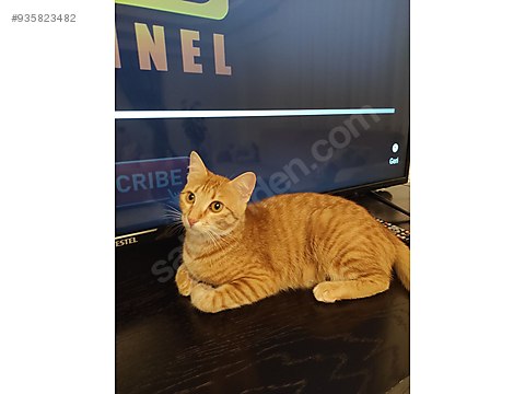 kedi sarman sarman kerdi sahibinden comda 935823482