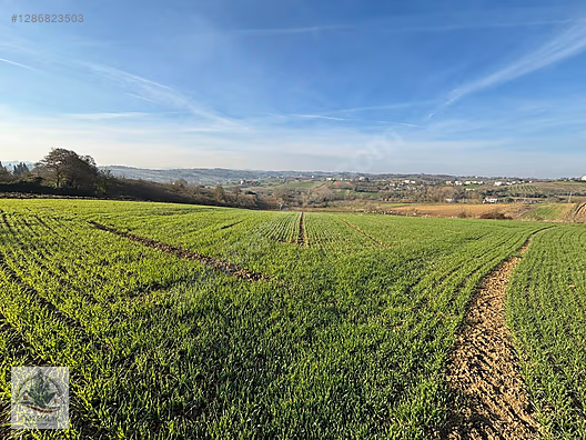 TAN EMLAKTAN KAYNARCA KERTİLDE ASFALT CEPHELİ ARAZİ #1286823503