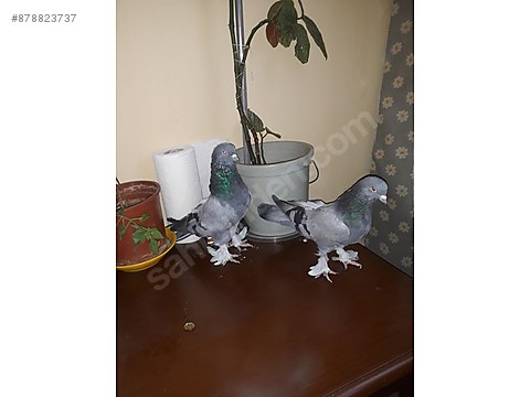 Guvercin Satilik Kuslar Aciklamayi Okuyun Sahibinden Comda 878823737