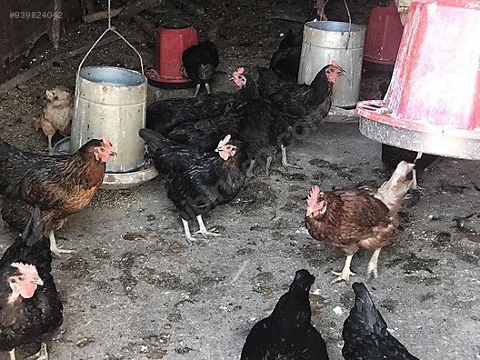 tavuk saglikli 32 haftalik ataks tavuk 80 adet sahibinden comda 939824042 tavuk saglikli 32 haftalik ataks tavuk 80 adet sahibinden comda 939824042