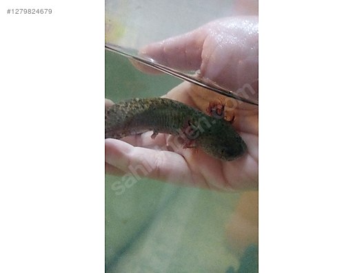 Hayvanlar Alemi / Sürüngenler / Semender